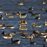 Ganso-bravo com patos-reais