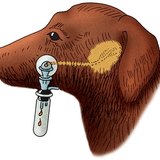 Измерение количества слюны, выделяемое собакой (метод Павлова)
