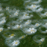 Flores en el viento