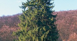 Ель обыкновенная
