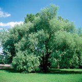Poplar