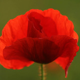 Klatschmohn