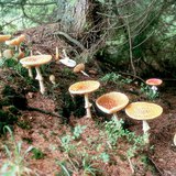 Mushrooms