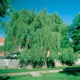 Willow