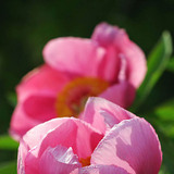 Garden peony