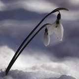 Campanilla de invierno