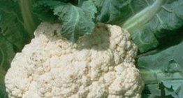 Coliflor