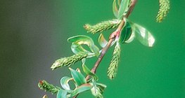 白柳树的雌花