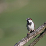 麻雀（雄鳥）