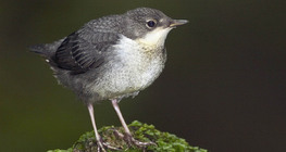 Оляпка