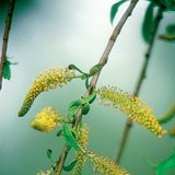 Il fiore maschile di un salice bianco