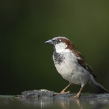 麻雀（雄鳥）