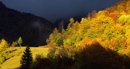 Осенний лес