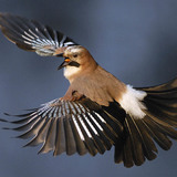 Eurasian jay