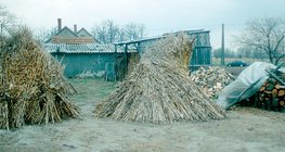 Копны снопов стеблей кукурузы