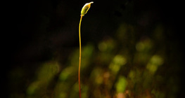 Sporangio delle briofite