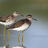 Bruchwasserläufer