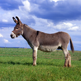 حمار