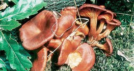 Омфалот маслиновый