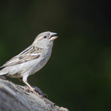 Haussperling (Weibchen)