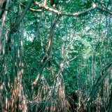 Mangrove swamp