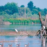 Малый Балатон, заболоченная территория (Венгрия)