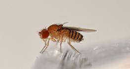 Drosofila ad occhi rossi (selvatico)