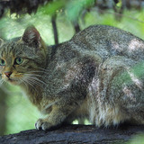 Лесной кот