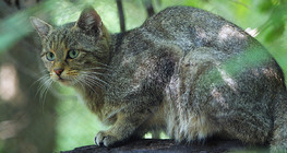 Лесной кот