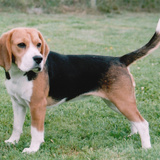 Kutya
