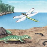 Flora y fauna en el período Carbonífero