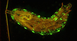 Larva del drosofila (geneticamente modificata, con cellule fluorescenti)