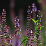 Salvia de los prados