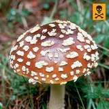 Мухомор красный