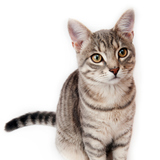 Таиландтағы пип-шоу порно видео