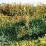Un territorio coperto da carice