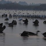 Uccelli all'ora del crepuscolo