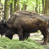 Bölény