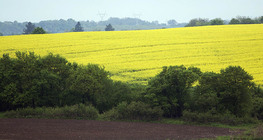 Campo di colza
