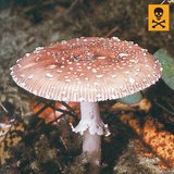 Мухомор пантерный