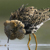 Kampfläufer