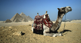 Lạc đà tại Kim tự tháp Giza