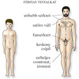 Férfivé válás