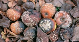 Frutas infectadas por Monilinia: manzana, pera, ciruela