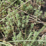Camphorosma annua