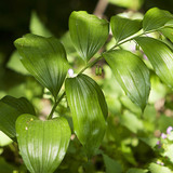 Solomon's seal
