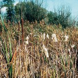 Totora