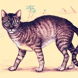 Gatto selvatico nordafricano, l'antenato del gatto