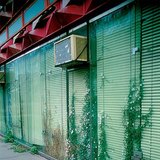 Растения, живущие в каменных и бетонных расщелинах