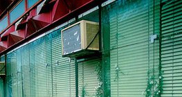 Растения, живущие в каменных и бетонных расщелинах